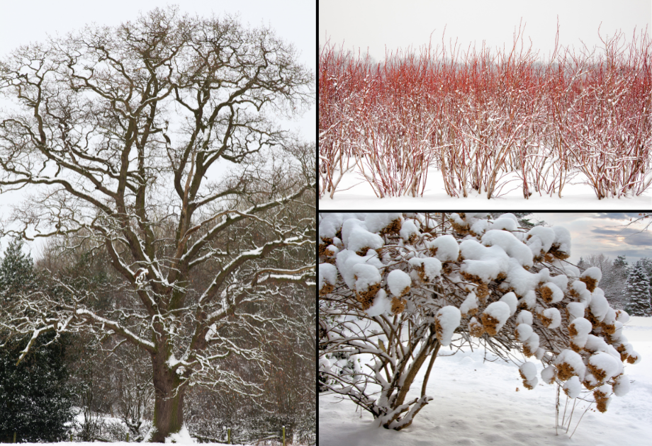 Plants in the winter